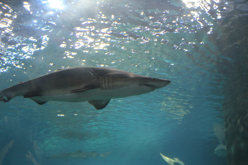 slideshow